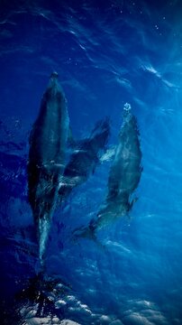 dolphine family underwater