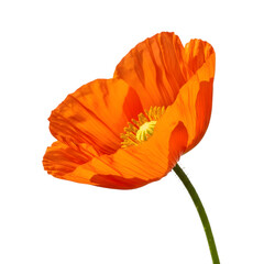 Naklejka premium Bright orange poppy flower isolated on transparent background in full bloom