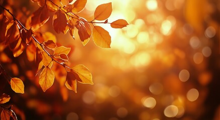 Obraz premium Golden Autumn Leaves Glow in Sunlight During Afternoon in Natural Woodland