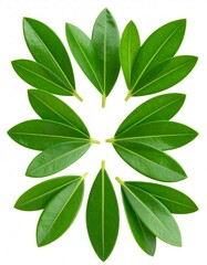 Green leaves arranged in a symmetrical pattern