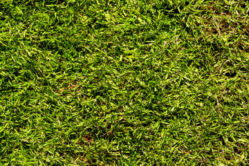 Dense Green Grass Close-Up