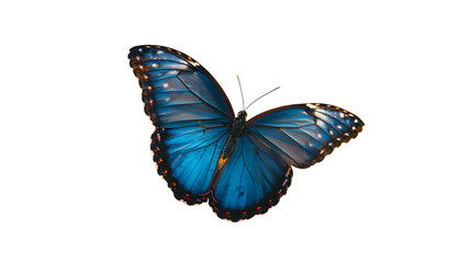 Beautiful blue butterfly in full body close-up portrait on white background,PNG