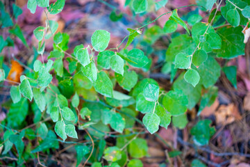 Green Leaves and Vines with Leaf Litter Background