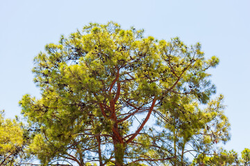 Pine Tree Crown with Cones Against Blue Sky
