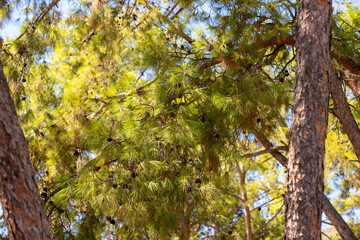 Pine Tree Branches, Needles, and Cones