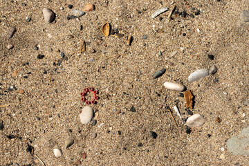 Sand with Pebbles, Debris, and a Red Plastic Ring