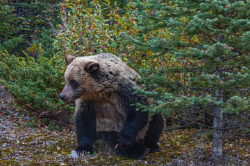 Fototapeta premium Beautiful young Grizzly bear in Kananaskis, Alberta