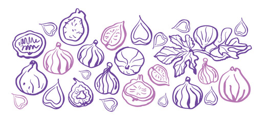 Isolated vector illustration of fig fruits, fig slices and fig branch with leaves in plum and purple colors. Fig set. Outline vintage style on white background. Hand drawn for menu and print.