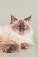 Fototapeta premium A beige cat on a green background.