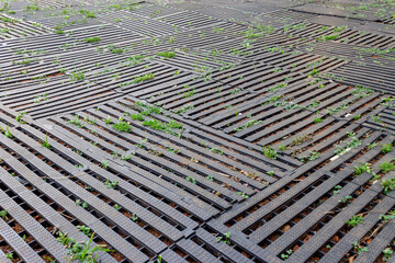 Obraz premium A photograph of a dark gray permeable pavement, made of intertwined plastic grids in a geometric pattern. Small green plants and grass sprouts grow in the gaps.