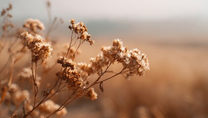 Dried wildflowers in a golden field. Soft focus