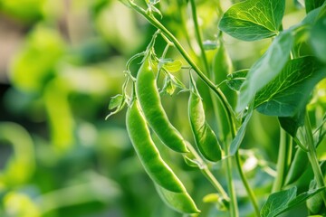 Fresh green pea pods hanging from lush plants in a vibrant garden setting during sunny daytime
