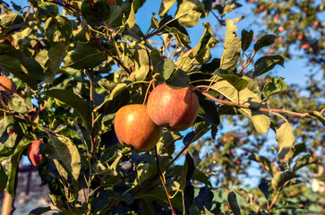 Reddish green apples hang from a branch, surrounded by green leaves. The morning or evening sunlight illuminates the fruit and foliage against a clear blue sky