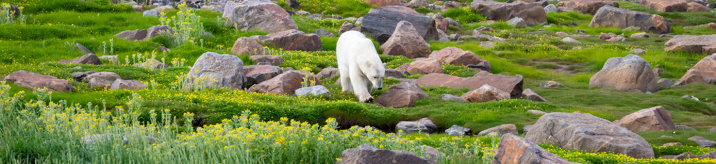 Polar bear walking on sub-arctic tundra grass and yellow wildflowers, among rocks on the coast of...