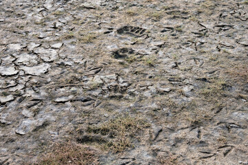 Polar bear paw prints in the summer tundra mud, symbol of climate change and global warming, Hudson Bay, Manitoba, Canada

