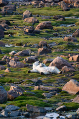 Bear yoga, polar bear laying on its back and stretching, summer sub-arctic tundra grass and rocks at sunset, Hudson Bay, Manitoba, Canada

