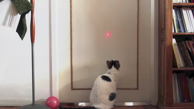 Domestic Cat Chasing Laser Pointer on Wall, Indoor Scene - 4K