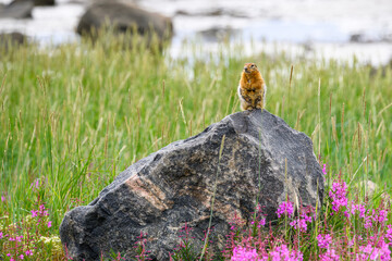 Sik Sik, arctic ground squirrel, sitting on a rock, pink fireweed flowers and tall grass, with the water of Hudson Bay in the background, summer in the sub-arctic tundra, Manitoba, Canada
