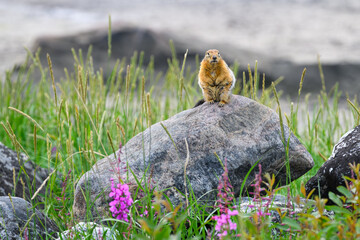 Cute little Sik Sik, arctic ground squirrel, sitting on a rock surrounded by green plants with the water of Hudson Bay in the background, summer in the sub-arctic tundra, Manitoba, Canada
