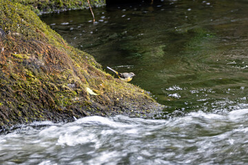 Grey Wagtail (Motacilla cinerea) commonly found near rivers and streams across Europe