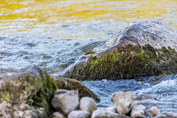 Grey Wagtail (Motacilla cinerea) commonly found near rivers and streams across Europe