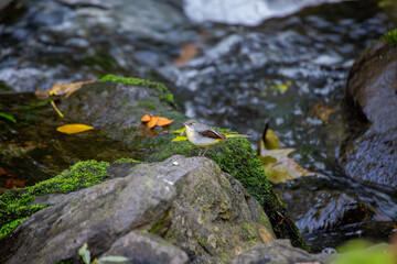 Grey Wagtail (Motacilla cinerea) commonly found near rivers and streams across Europe