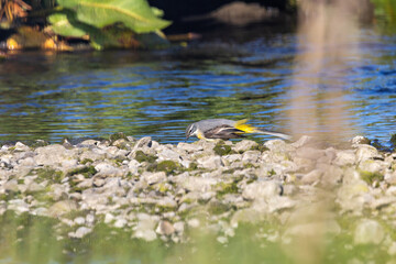 Grey Wagtail (Motacilla cinerea) commonly found near rivers and streams across Europe