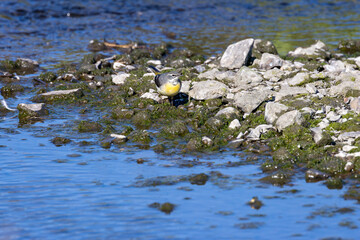 Grey Wagtail (Motacilla cinerea) commonly found near rivers and streams across Europe