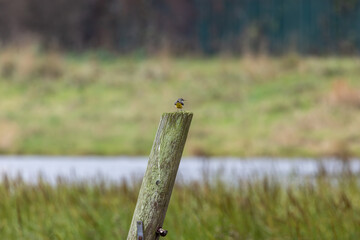 Grey Wagtail (Motacilla cinerea) commonly found near rivers and streams across Europe