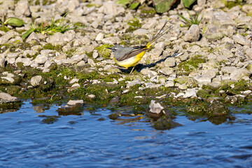 Grey Wagtail (Motacilla cinerea) commonly found near rivers and streams across Europe