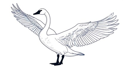 Fototapeta premium Swan in flight, outlined drawing