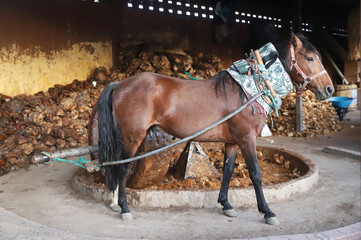 Horse powered stone grinding wheel used in the production of mezcal in Mexico. Domestic horse working h at distillery factory