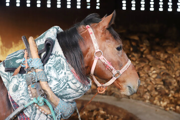 Horse powered stone grinding wheel used in the production of mezcal in Mexico. Domestic horse working h at distillery factory