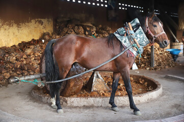 Horse powered stone grinding wheel used in the production of mezcal in Mexico. Domestic horse working h at distillery factory