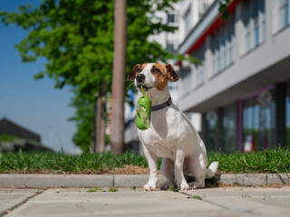 Adorable Dog with Waste Bag Ready for a Walk. 