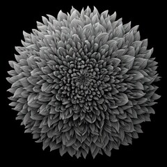 Monochrome flower macro