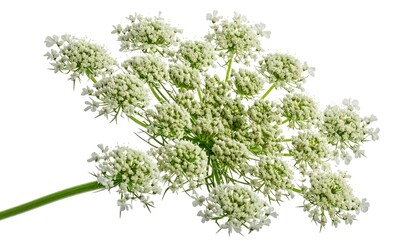 Obraz premium Close-up of a white carrot flower cluster