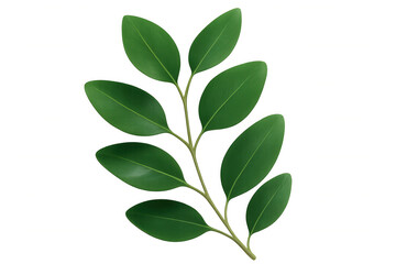 Fototapeta premium Realistic green leaves branch isolated on transparent background, perfect for nature-themed designs