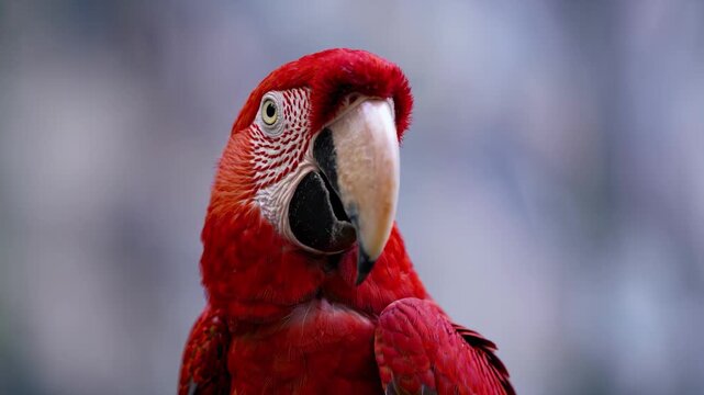 Closeup of a vibrant red macaw parrot with a large beak