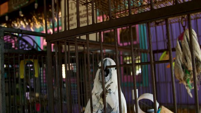 Curious parrot in cage