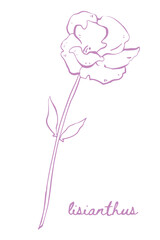 Lisianthus flower in doodle style, illustration for coloring books and pages. Eustoma flower in line art drawing style. hand drawn flower blooming.