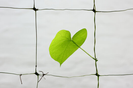 A young leaf grows in the shape of a heart inside a cell of a supporting grid. Abstract image of a "heart in a cage".
