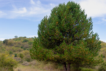 Summer landscape, Pine tree and green grass on dune forest, Conifer tree or shrub in the genus Pinus of the family Pinaceae, Pinus is the sole genus in subfamily Pinaceae, Natural greenery background.