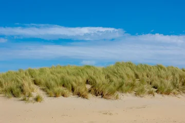 Foto auf Leinwand Nordsee European marram beach grass with blue sky, Sand dunes along the Dutch north sea coastline in summer, Ammophila arenaria is a species of grass in the family Poaceae, North Holland province, Netherlands  © Sarawut