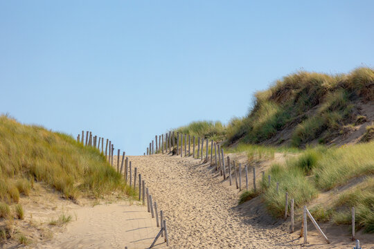 Walkway or path to the beach, Sand dune along the Dutch north sea coastline in summer, European marram grass, Ammophila arenaria is a species of grass in the family Poaceae, North Holland, Netherlands