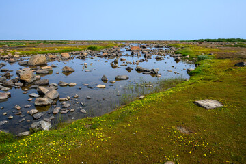 Beautiful summer tundra landscape with wide river, blooming flowers and plant growth among large rocks, Seal River area on Hudson Bay, Manitoba, Canada
