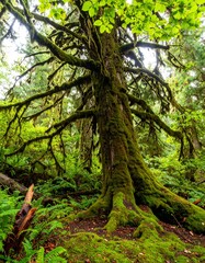 Moss-covered ancient tree in lush forest