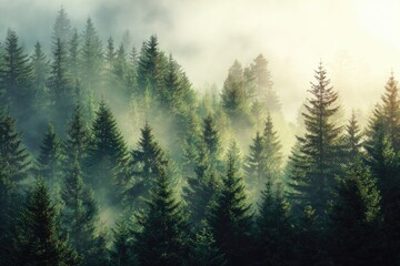 Misty mountain forest at dawn.  Dense evergreen trees shrouded in a soft, ethereal morning mist. Sunlight filters through the fog, highlighting the peaks and valleys
