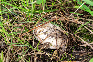 white champignon close-up in the grass, selective focus. a mushroom with a white cap grows in the forest