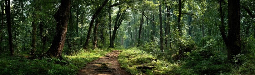 Lush, verdant forest path